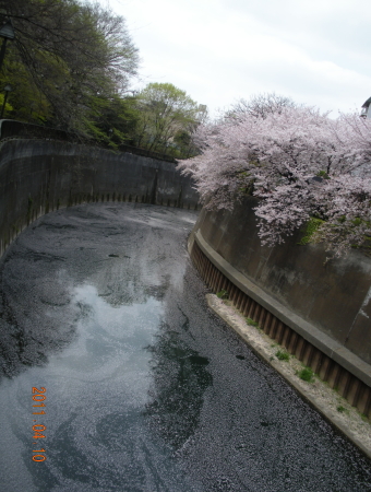 飛鳥山～石神井川沿いの桜