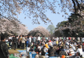 新宿御苑で花見2005c